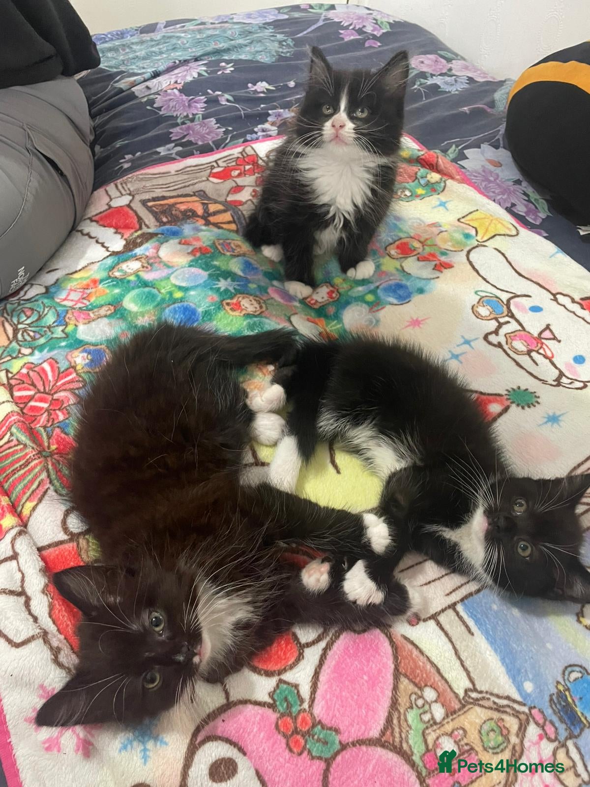 Mixed Breed cats  kittens 😸  - Advert 6