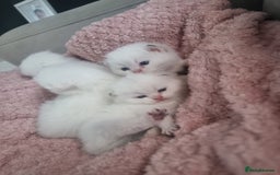 British Shorthair cats for sale: GCCF Chunky Silver tipped health tested parents - Image 22