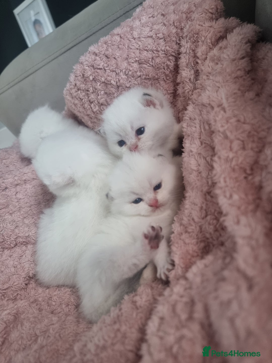 British Shorthair cats for sale: GCCF Chunky Silver tipped health tested parents - Image 22