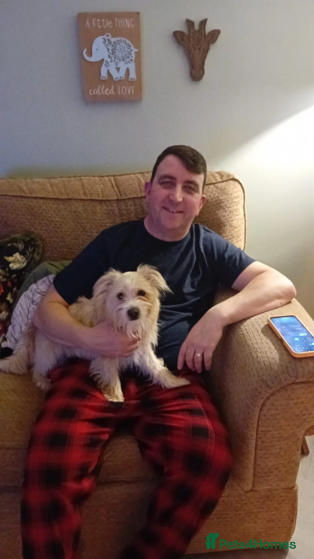 Mixed Breed dogs for sale: Beautiful little spud needs a loving home    - Advert 2