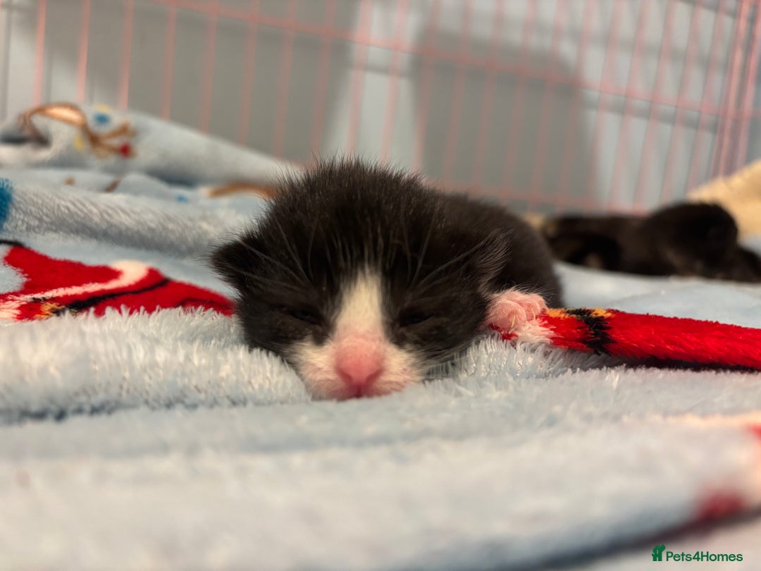 Mixed Breed cats for sale: 5 Gorgeous kittens for reserve - Image 25