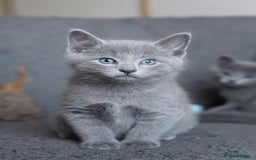Russian Blue cats for sale: Pure Russian Blue Kittens Available  - Image 3
