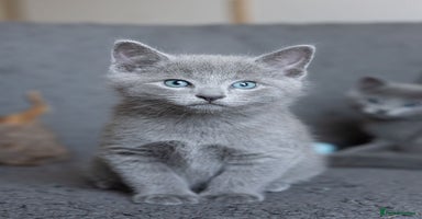 Russian Blue cats - Advert 16