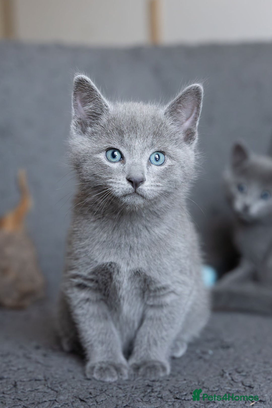 Russian Blue cats for sale: Pure Russian Blue Kittens Available  - Image 3