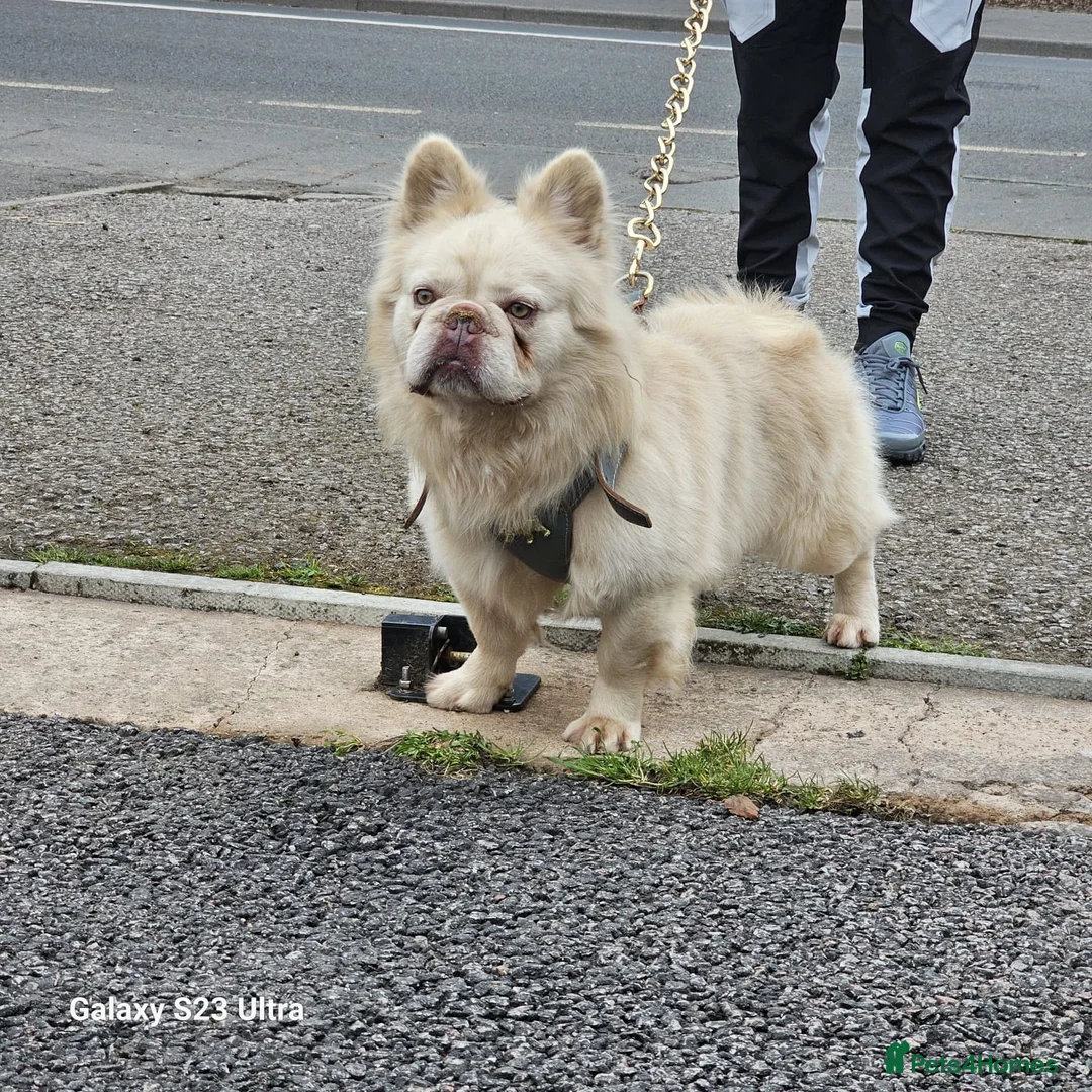 French Bulldog dogs for stud: Gizmo for stud - Advert 1