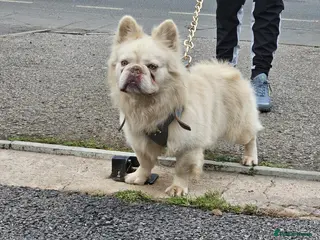 French Bulldog dogs Gizmo for stud - Advert 6