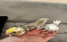 Cockatiels birds for sale: Tame cockatiel chicks  - Image 13
