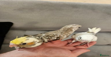 Cockatiels birds - Advert 5
