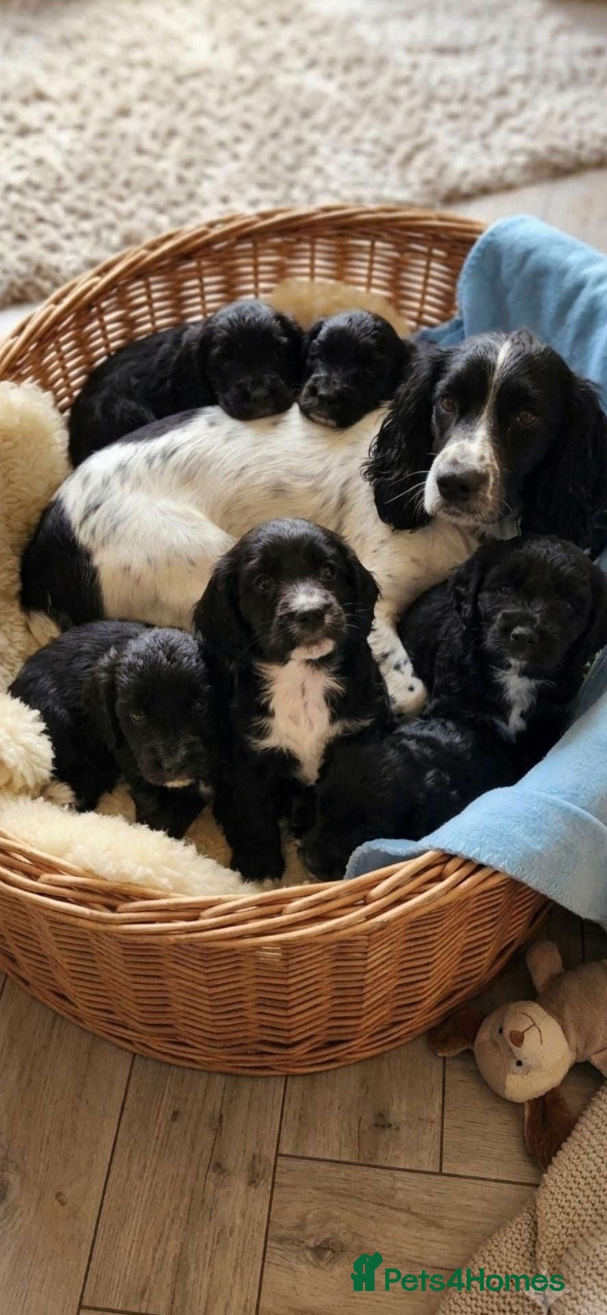 Cockapoo dogs Ready now F1 litter of cockapoo pups for sale  - Advert 1