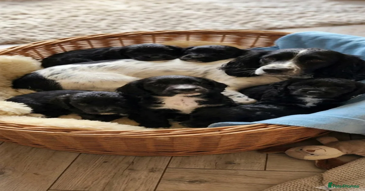 Cockapoo Puppies for sale in Dunstable, Central Bedfordshire | Pets4Homes