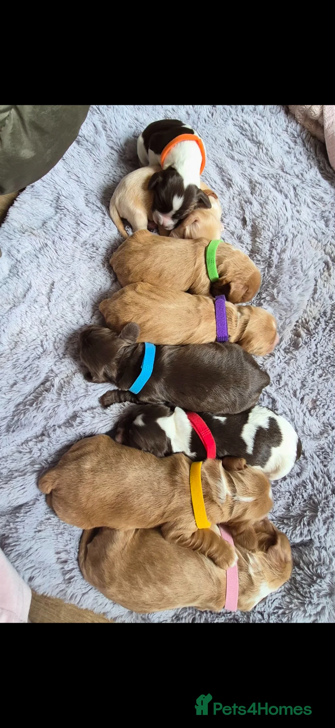 Cocker Spaniel dogs for sale: Stunning cocker spaniel puppies in Hartlepool - Advert 2