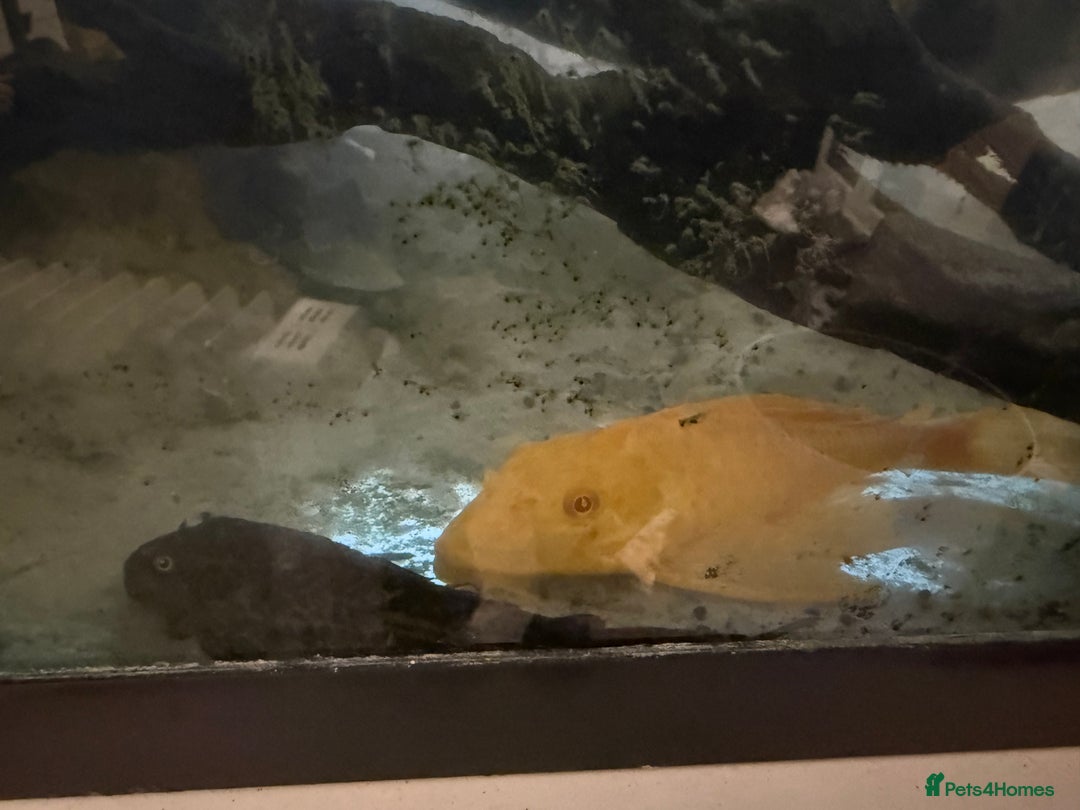 Other/Mixed Breed fish for sale: Multiple fish for rehoming - Image 2