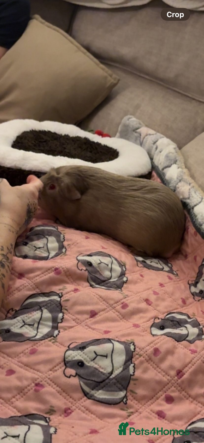 Guinea Pig rodents Gorgeous male Guinea pig - Advert 1