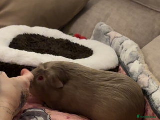 Guinea Pig rodents Gorgeous male Guinea pig - Advert 1