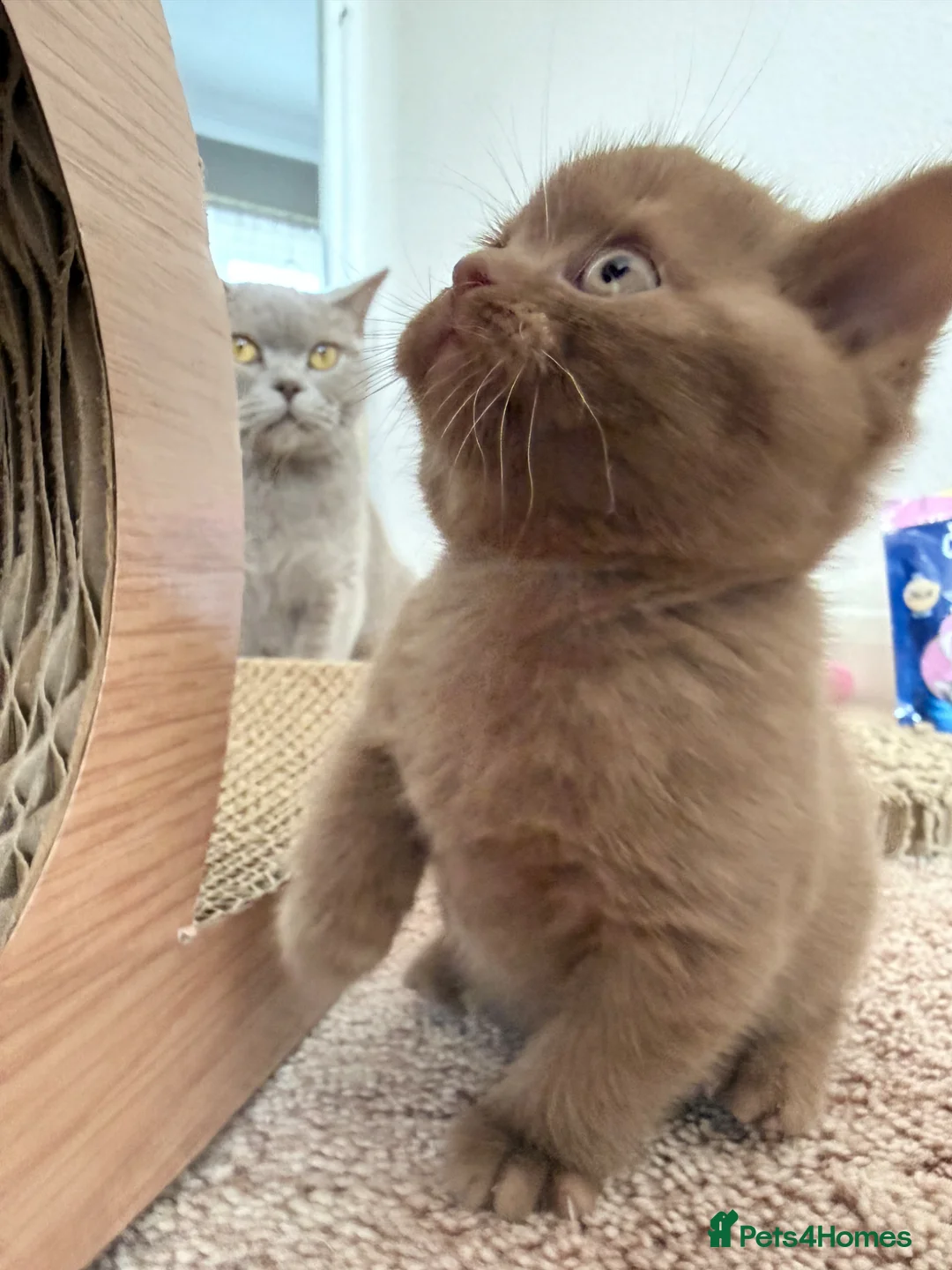 British Shorthair cats for sale: kitten - Advert 9