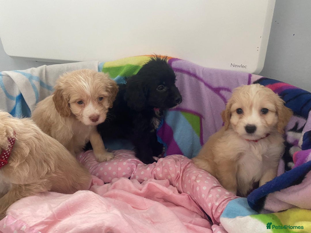 Cockapoo dogs for sale: Cockerpoo for sale  - Advert 9