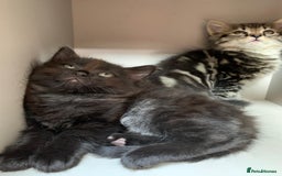 Mixed Breed cats for sale: Ragdoll x Tabby long haired mixed kittens  - Image 4