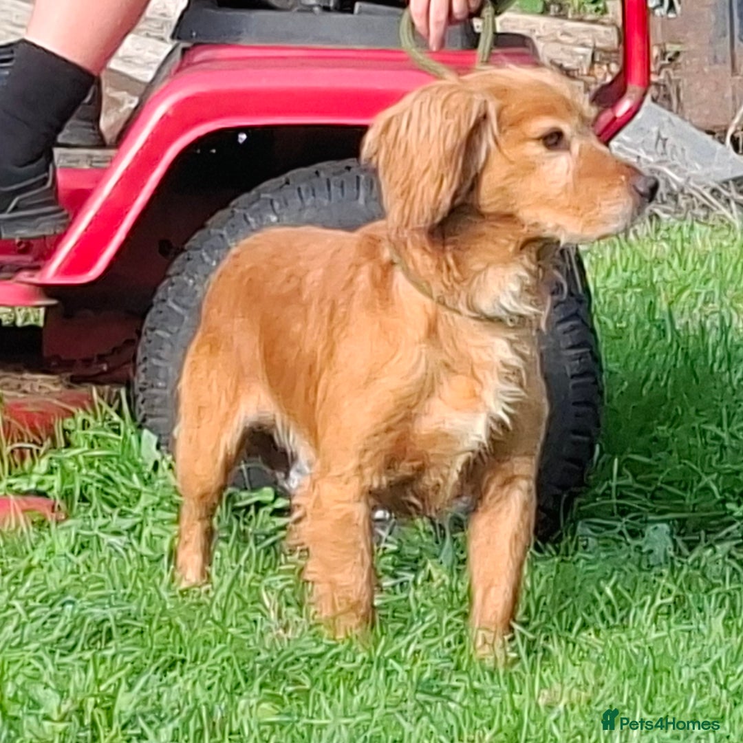 Cocker Spaniel dogs for sale: Working type cocker spaniel boys - Image 23