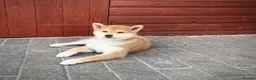Japanese Shiba Inu dogs for sale: KC registered Japanese Shiba Inu puppies - Advert 7