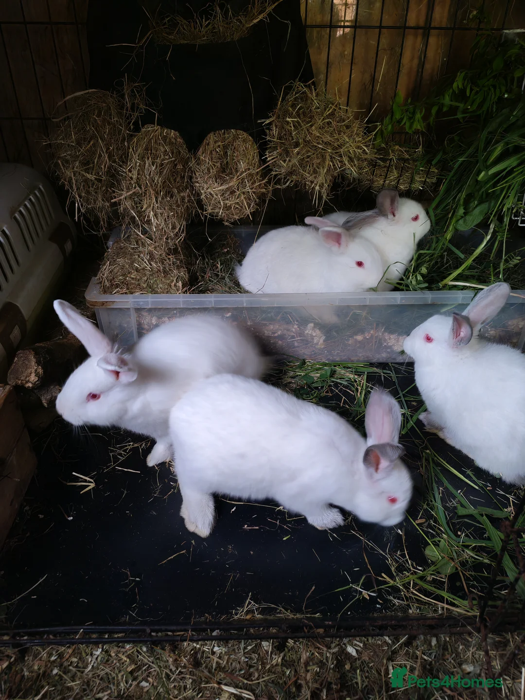 Californian rabbits for sale: Californian & New ZEALAND babies in Wallington - Advert 6