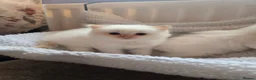 Ragdoll cats for sale: Flame point ragdoll - Advert 4