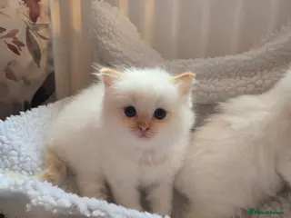 Ragdoll cats Flame point ragdoll kittens - Advert 1