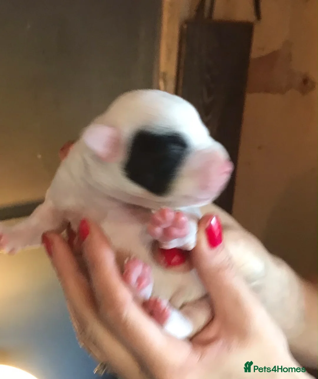 Staffordshire Bull Terrier dogs for sale: Staffordshire bull terrier pups - Advert 14
