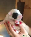 Staffordshire Bull Terrier 8