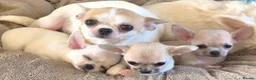 Chihuahua dogs for sale: Adorable KC cream smooth bitch puppy - Advert 5