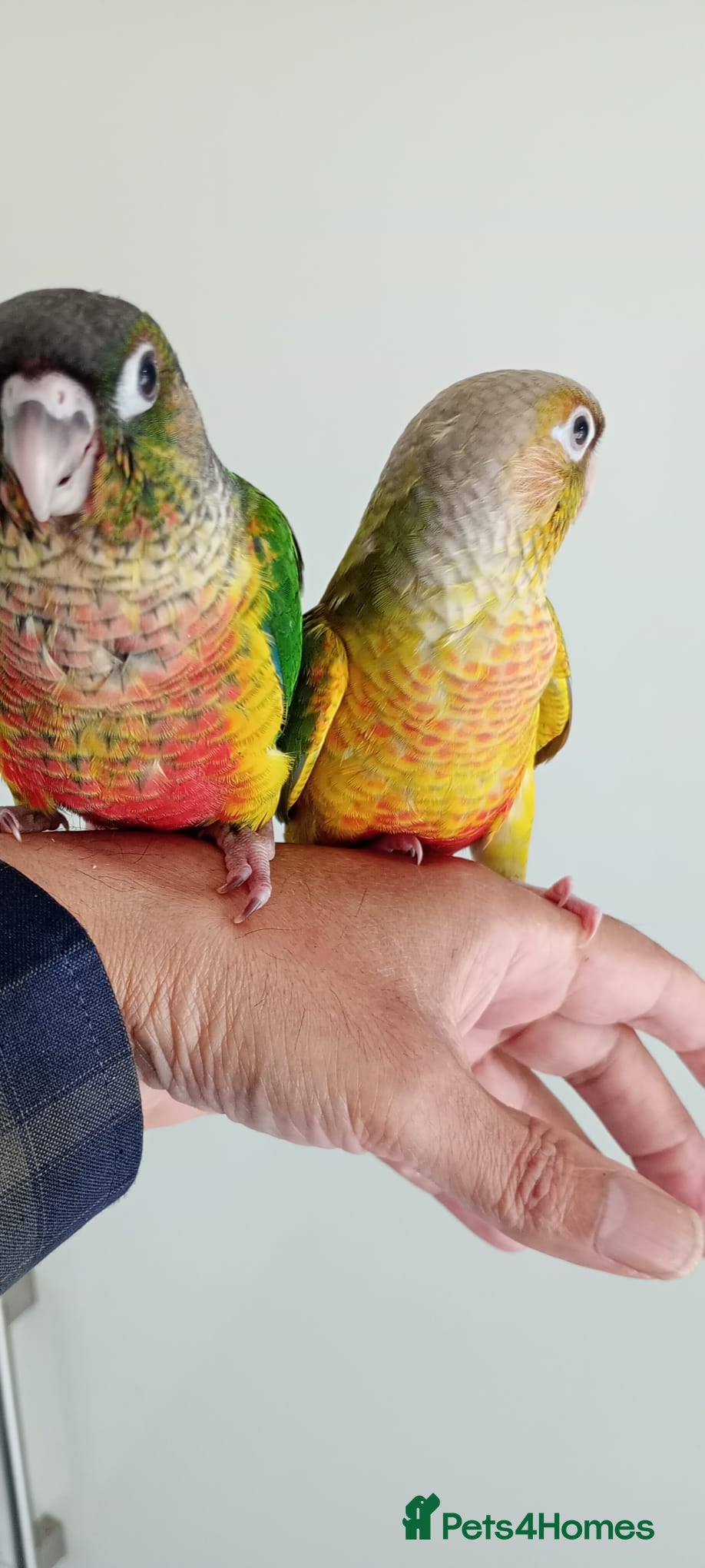 Conures birds Handreared green cheek conures for sale - Advert 9