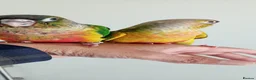 Conures birds for sale: Handreared green cheek conures for sale - Advert 1