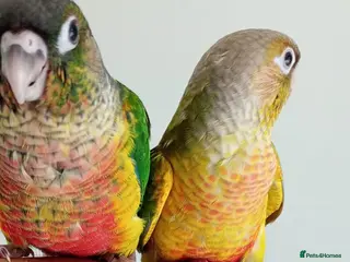 Conures birds Handreared green cheek conures for sale - Advert 13