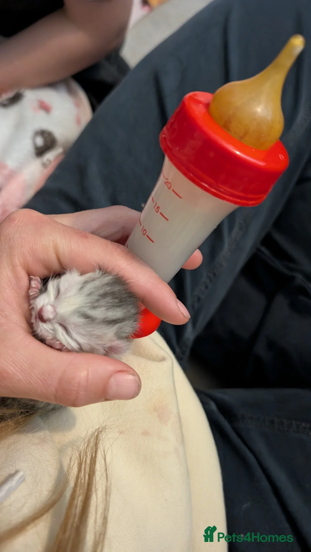 Persian cats for sale: Chinchilla Persian silver tipped kitten's  - Advert 19