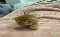 Scottish Fold cats for sale: Scottish fold/straight kittens  - Image 15