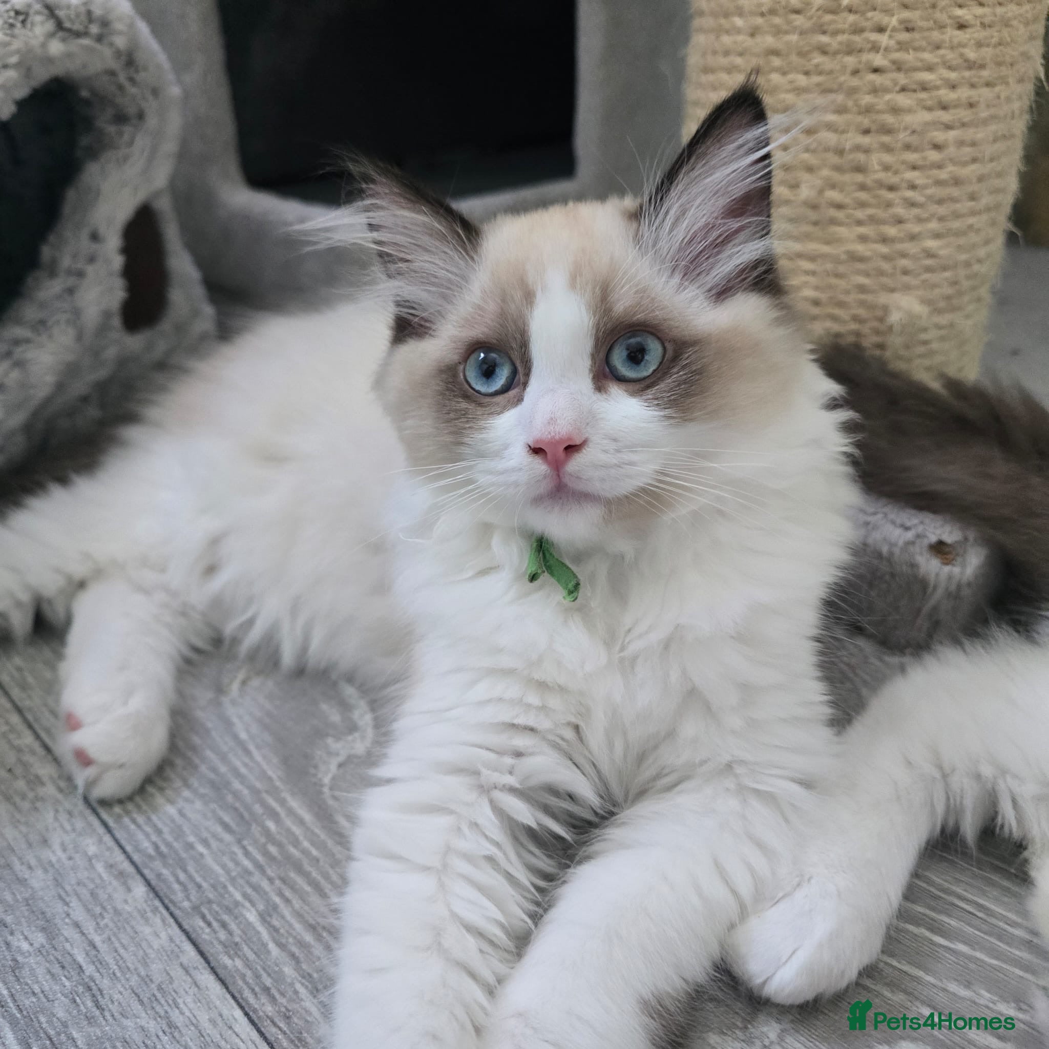 Ragdoll cats Ready to leave 🩷  - Advert 1