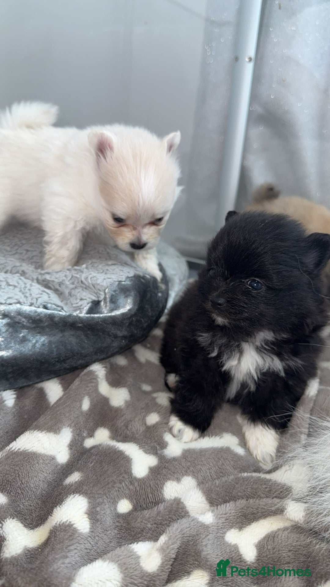 Pomeranian dogs for sale: Pomeranian pups🩵🩷 - Image 20