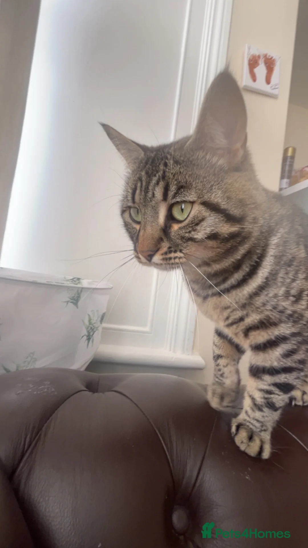 Mixed Breed cats for sale: Male cat for sale  in Harwich - Advert 2