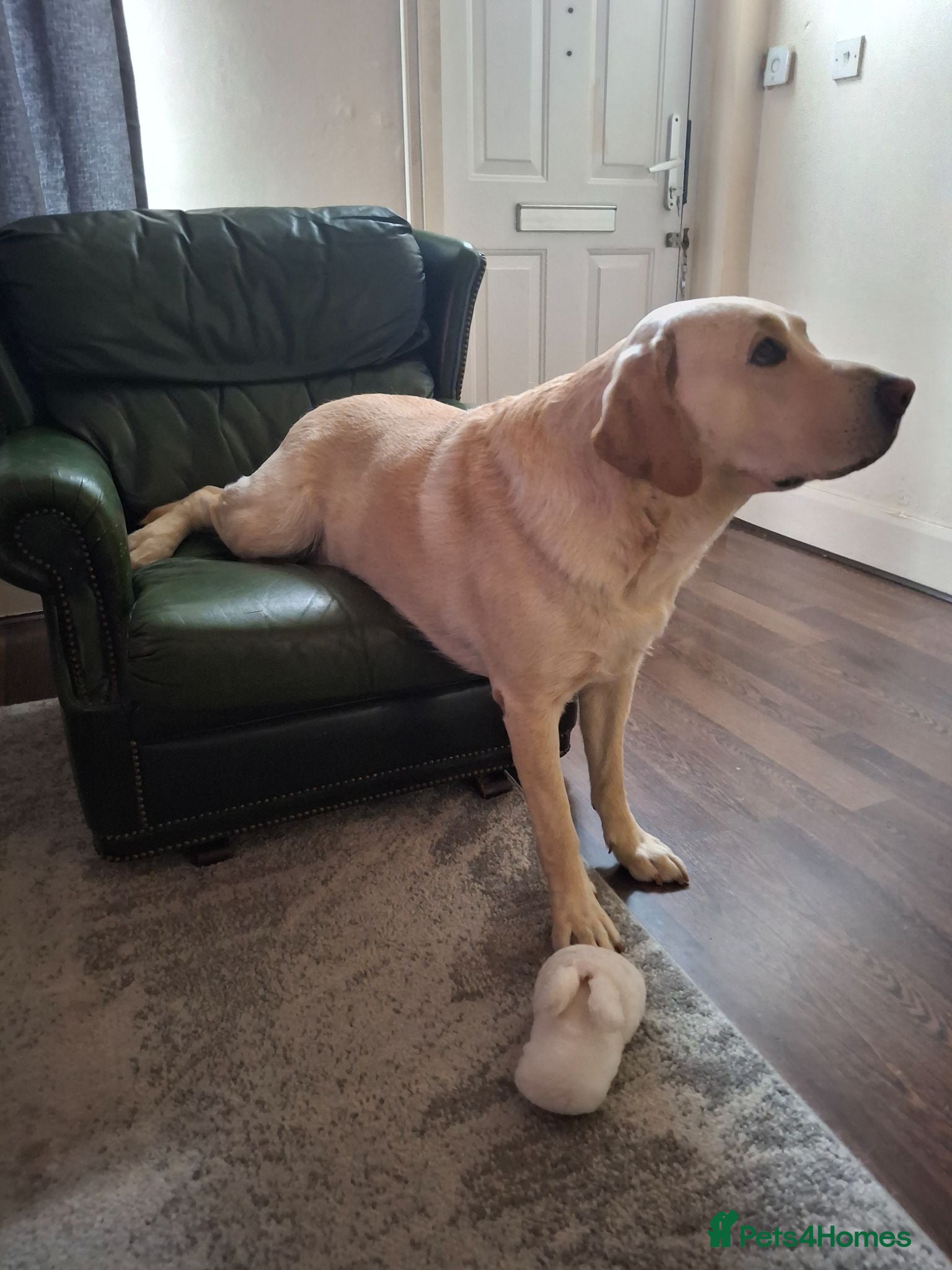 Labrador Retriever dogs Labrador Leo - Advert 1