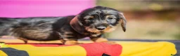 Dachshund dogs for sale: KC Reg Standard Wire-haired Dachshund Puppies - Advert 4