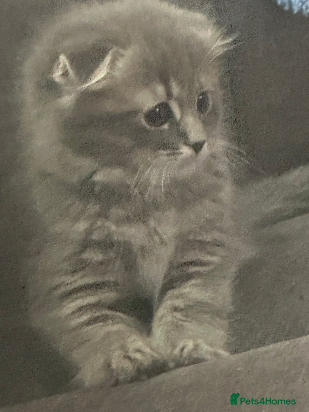 Mixed Breed cats for sale: Ragdoll X Scottish fold  - Image 5