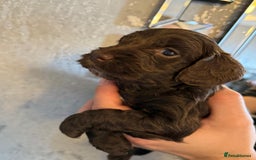Cockapoo dogs for sale: Cockapoo puppies  - Image 3
