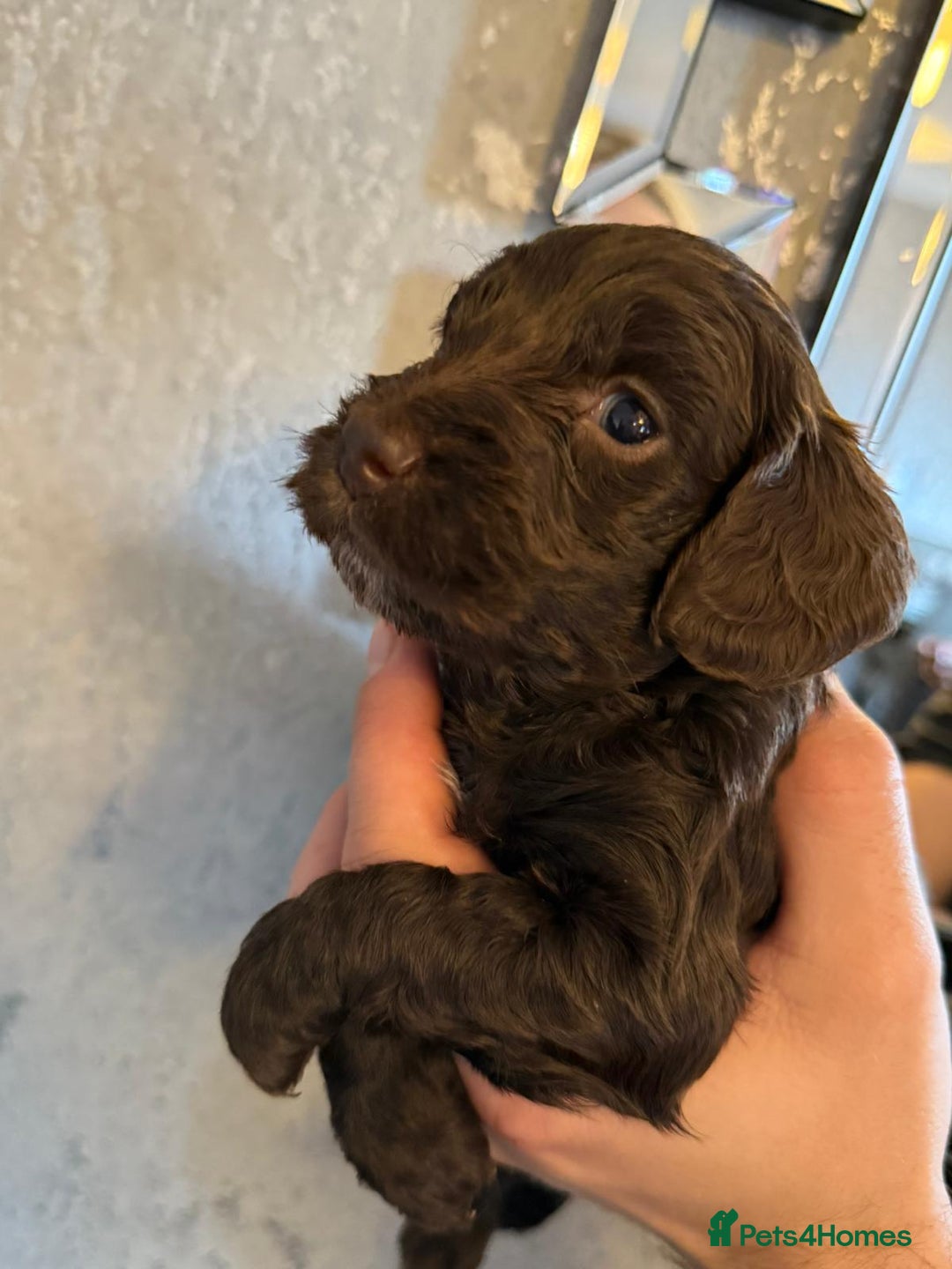 Cockapoo dogs for sale: Cockapoo puppies  - Image 3