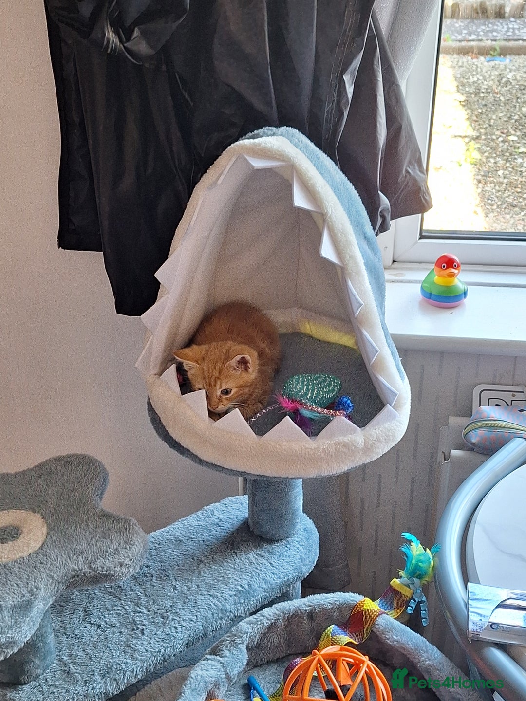 Mixed Breed cats for sale: Ginger little boy  - Image 5