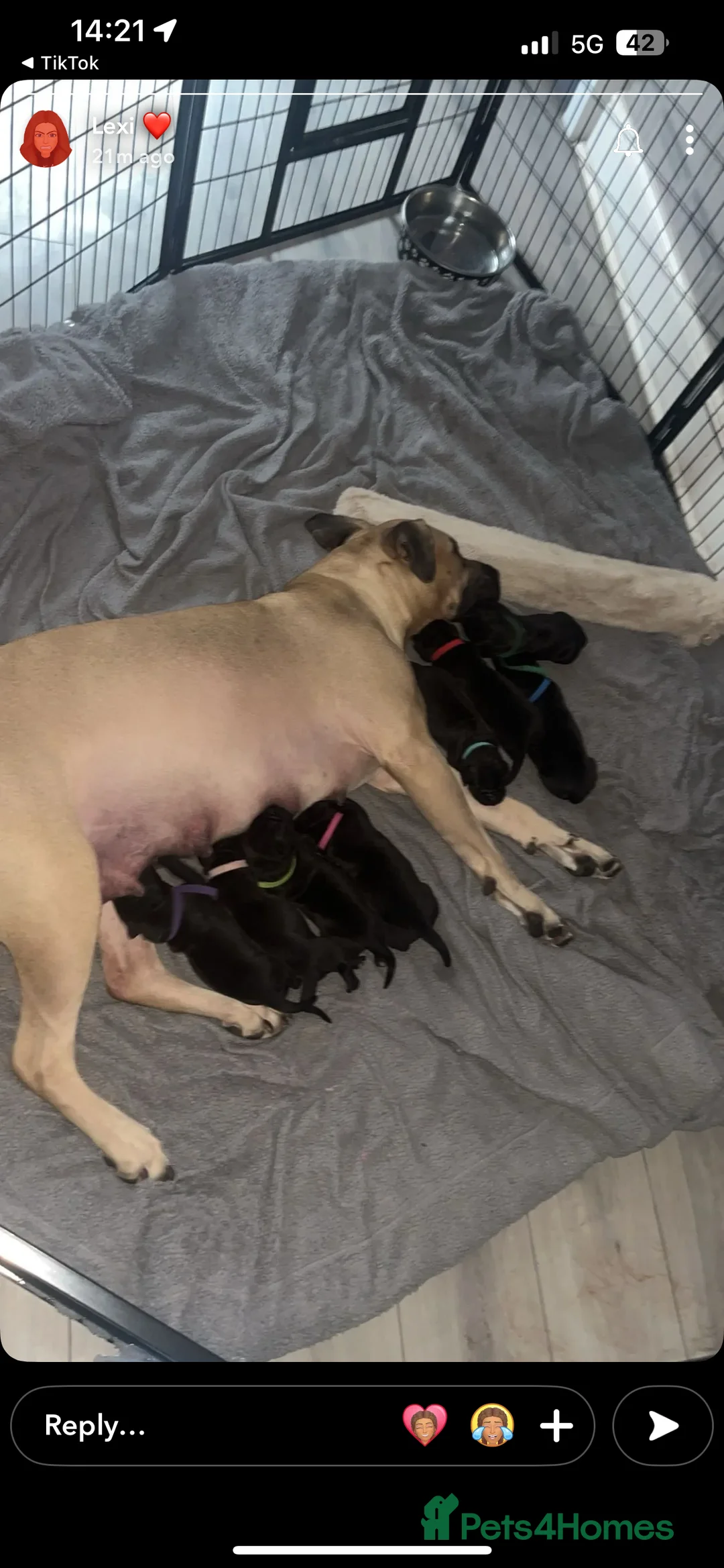 Mixed Breed dogs for sale: Presa canrio/ cane corso   in Wakefield - Advert 13