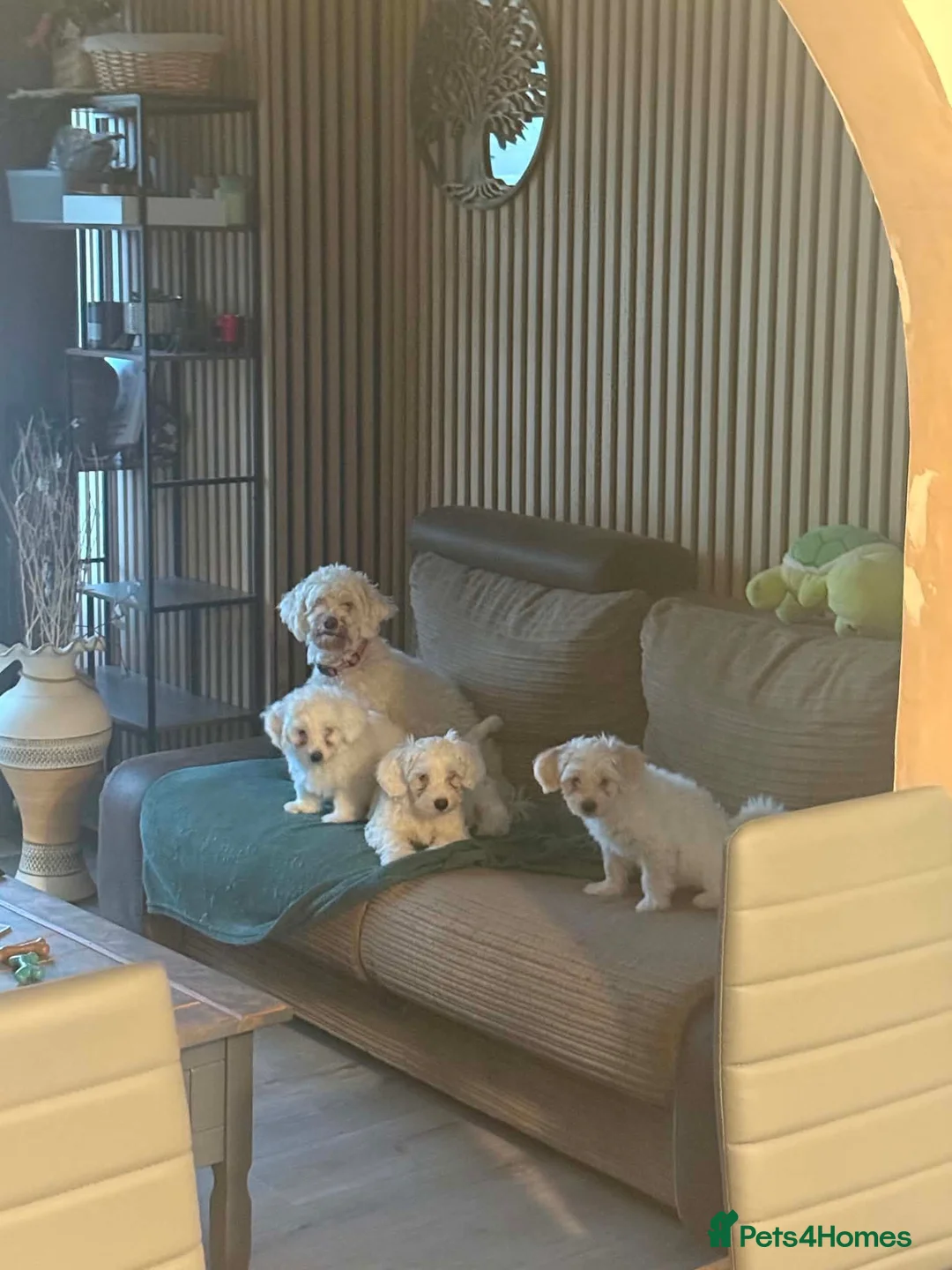 Bichon Frise dogs for sale: Puppies with blue eyes  in Norwich - Advert 17