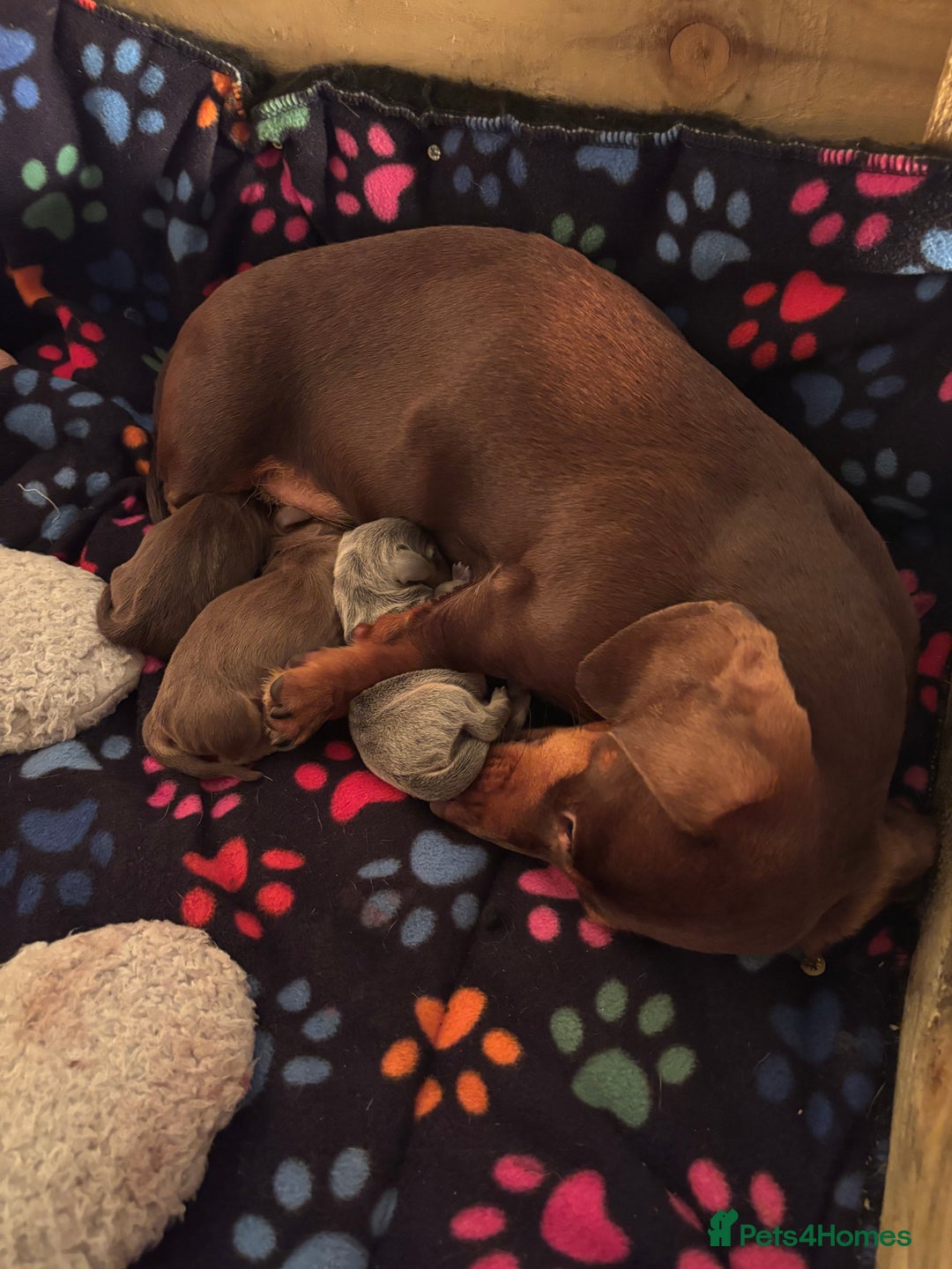Miniature Dachshund dogs for sale: Miniature dachshund puppies - Image 8
