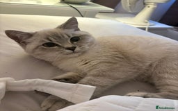 British Shorthair cats for sale: Our beautiful girl  - Advert 3