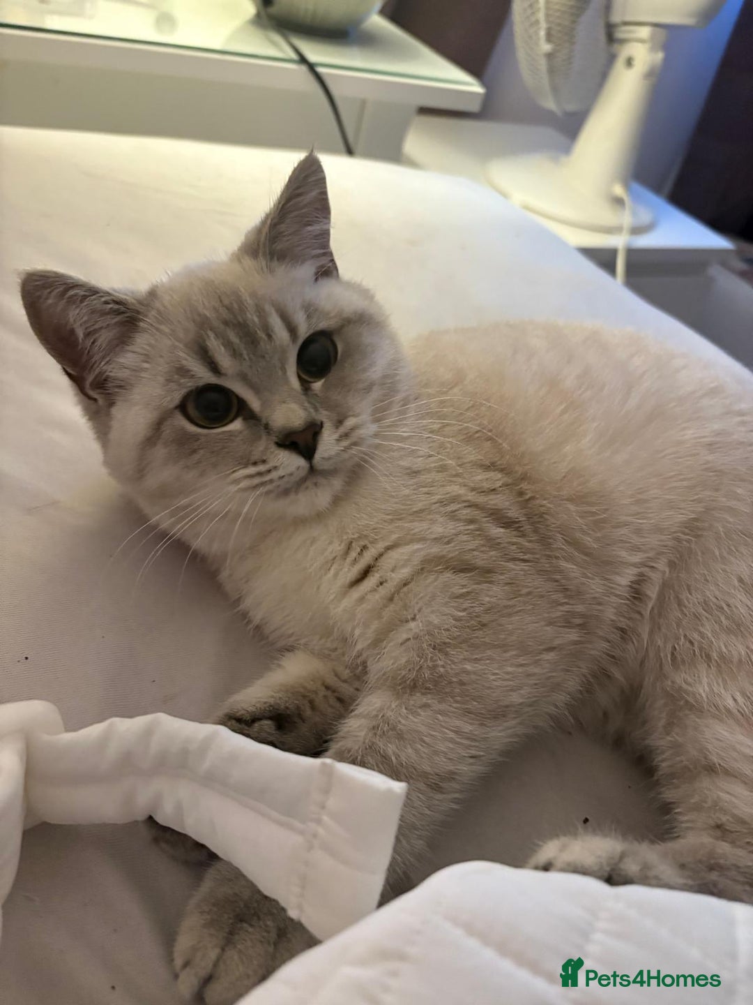 British Shorthair cats for sale: Our beautiful girl  - Advert 3