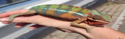 Chameleon reptiles for sale: Panther Chameleon  - Advert 3