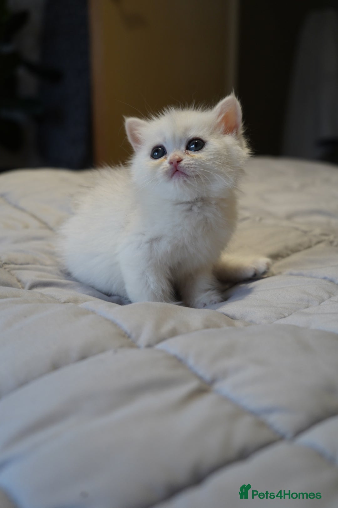 British Shorthair cats for sale: British Shorthair Chinchilla - Advert 7